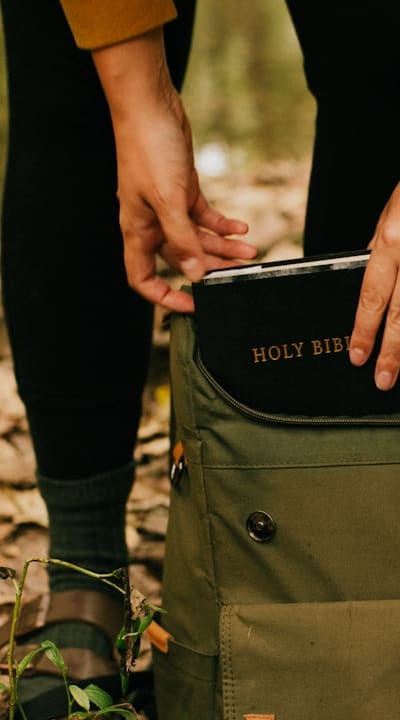 Canna plant with yellowing leaves, possible pest infestation.