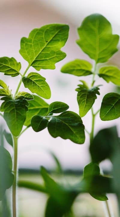 Increasing stem strength and preventing leggy seedlings