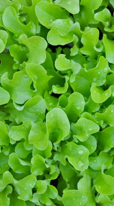 Choosing the Right Location for Your Lettuce