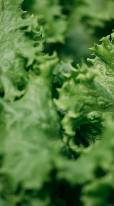 Harvesting ripe lettuce for a flavorful bounty.