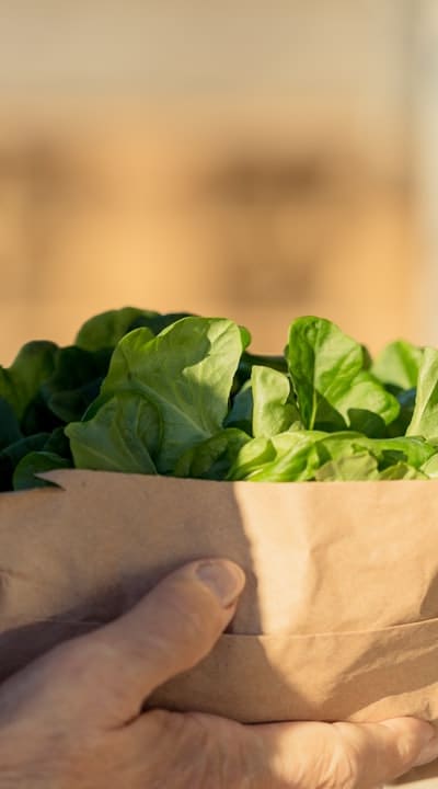 Understanding the growth habit of lettuce varieties.