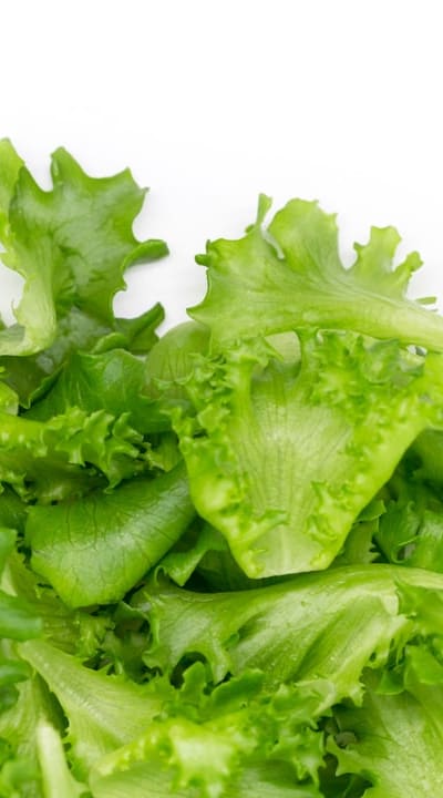 Proper seedling spacing for successful lettuce growth.