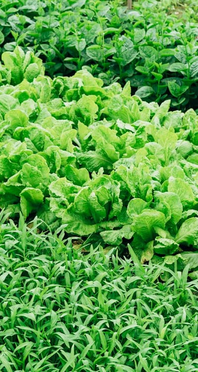 Transplanting lettuce seedlings: timing, spacing, and care.