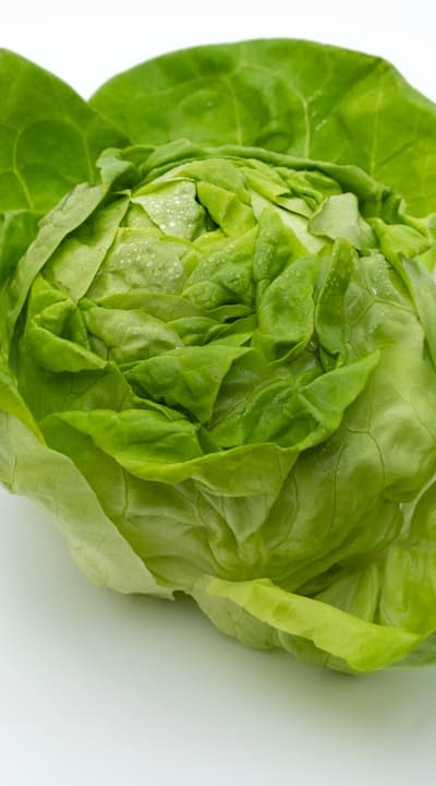 Transplant lettuce seedlings with strong roots and leaves.