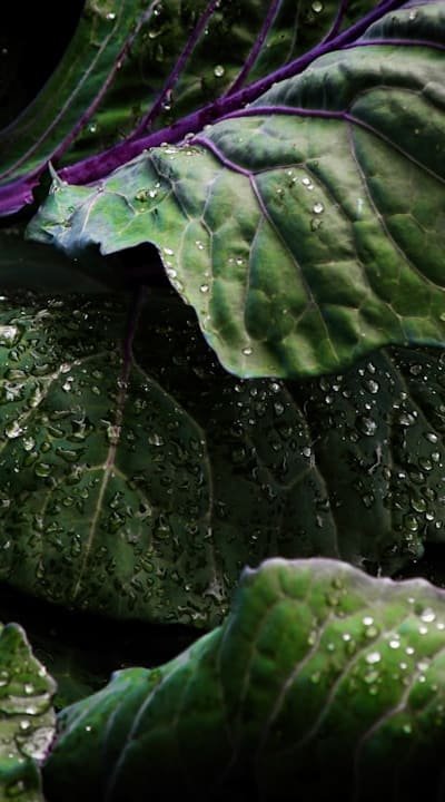 Optimal lettuce seedling spacing is essential for success.