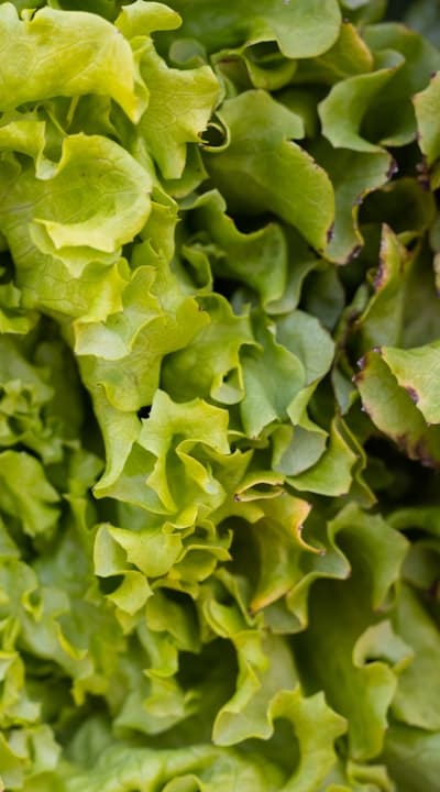 Overcrowded lettuce seedlings competing for resources