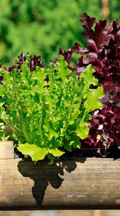Direct sowing lettuce seeds for a successful harvest.