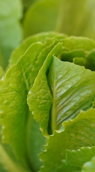 Saving lettuce seeds promotes sustainability and self-sufficiency.