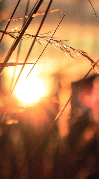 Preventing leggy seedlings: Tips for proper care