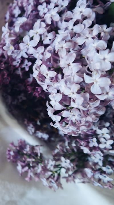 Lily pest and disease control tips.