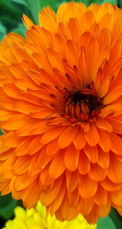 Troubleshooting common issues when growing lilies from bulbs