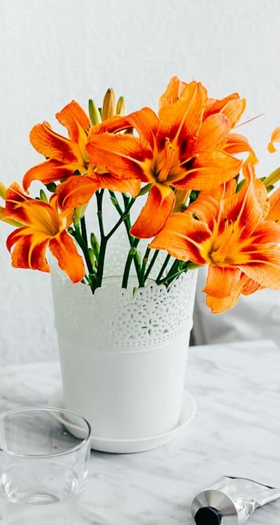 Tips for growing lilies from bulbs