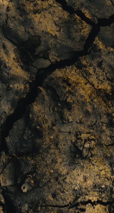 Vibrant lilies thriving in ideal growing conditions.