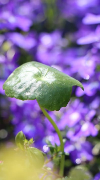 Annual Flower, Shade Garden