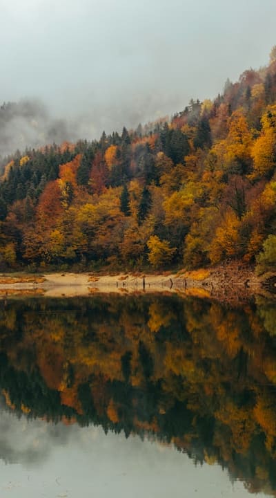 Well-draining soil, bleeding hearts