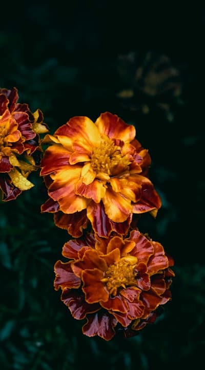 Marigolds: Natural pest repellents and beneficial insect attractors.