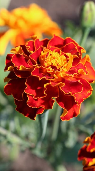 Marigolds repelling pests and protecting flowers