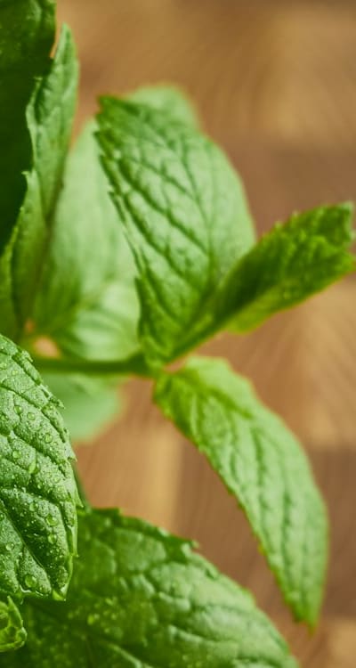 Companion plants suppressing weeds for peas