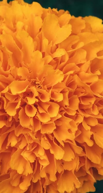 Companion plants help protect against pests and diseases.