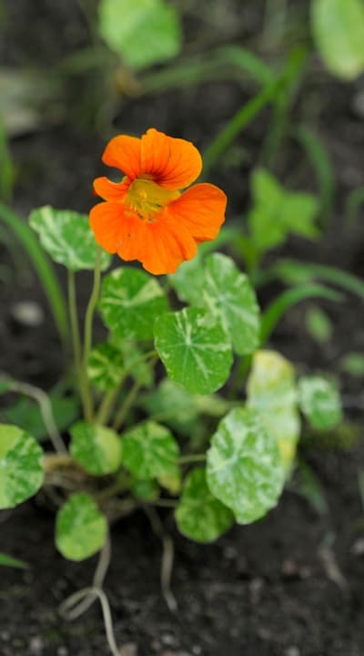 Interplanting beans with pest-repellent marigolds and trap crop nasturtiums.