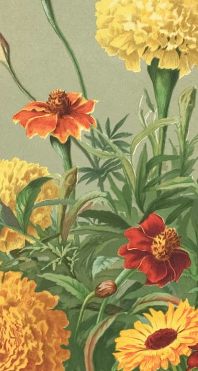 Aphid and pest repelling plants for zucchini seedlings