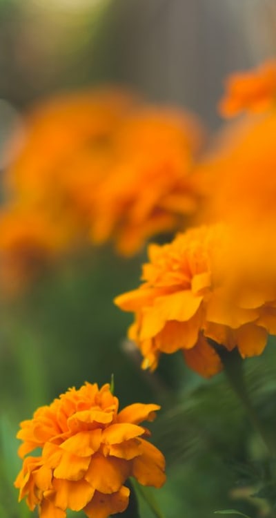 Heat-tolerant annual flowers in various vibrant colors.