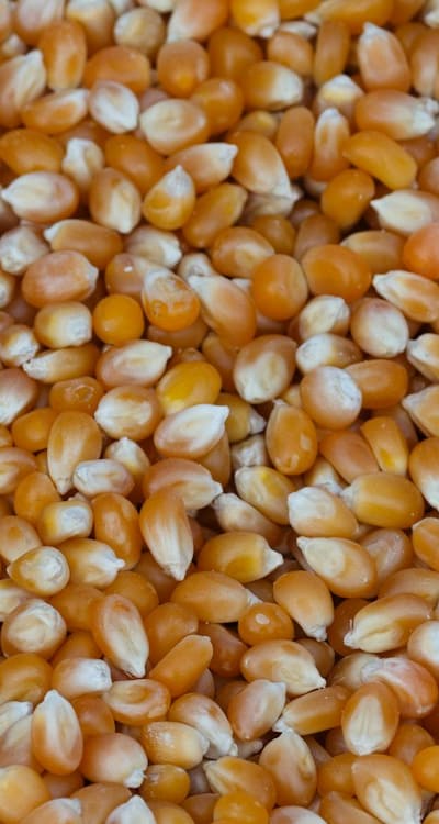 Mastering the art of monocot seed germination in organic gardening