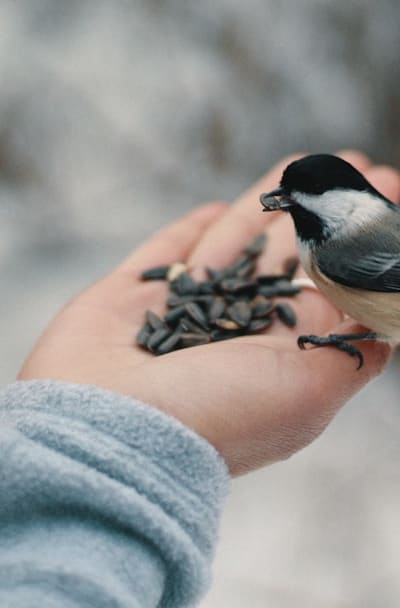 Environmentally friendly pest control for organic gardening