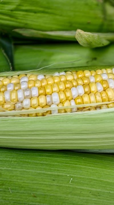 Vitamin-rich Corn, Wheat, Rice, Barley, Oats