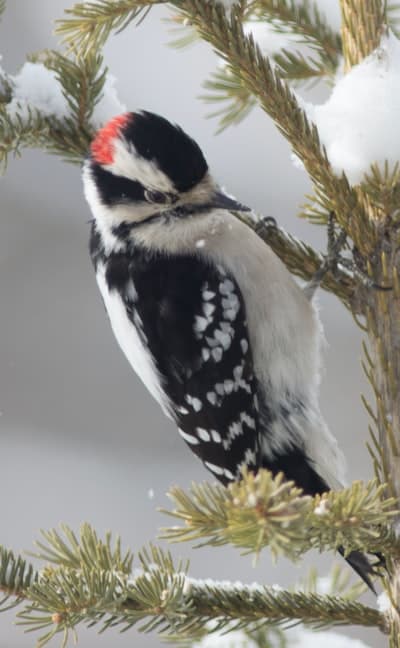 Proper planting depth for monocot seeds