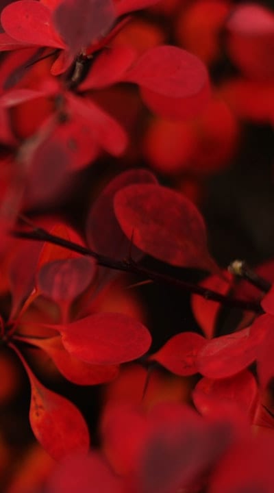 Healthy cottage garden plants benefit from mulching and fertilizing.