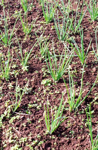 Biennial flower seeds being mulched for moisture retention.