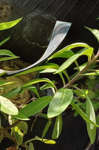 Soil temperature regulation and weed reduction for spinach seedlings