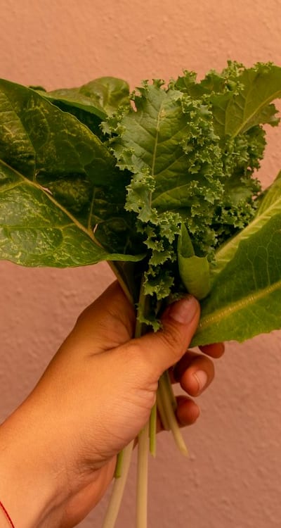 Organic mulch helps conserve water and suppress weeds.