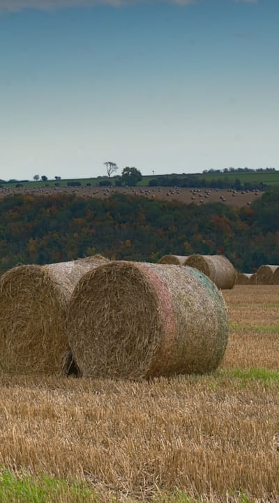 Straw mulch for moisture conservation and weed suppression