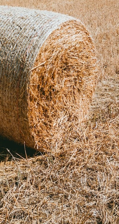 Insulating biennial flowers with mulch or straw.