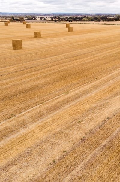 A bean plant surrounded by mulch for water conservation.