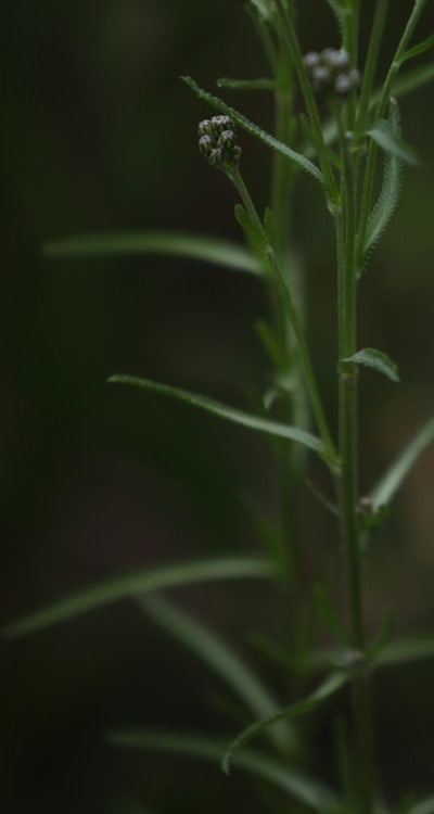 Aftercare: Mulching, watering, and monitoring for growth.