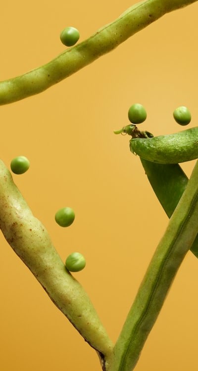 Nutrient-deficient bean plant with curled leaves