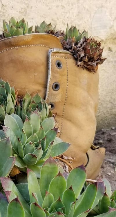 Severe damage caused by Onion Maggots and fungal diseases