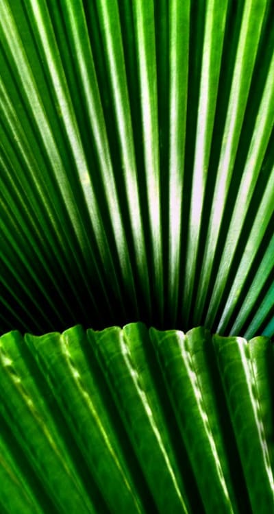 Proper care for onion plants ensures healthy growth.