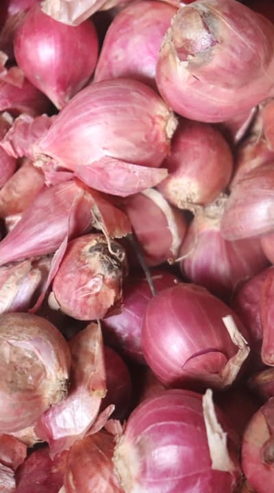 Healthy onion seedlings with well-established roots