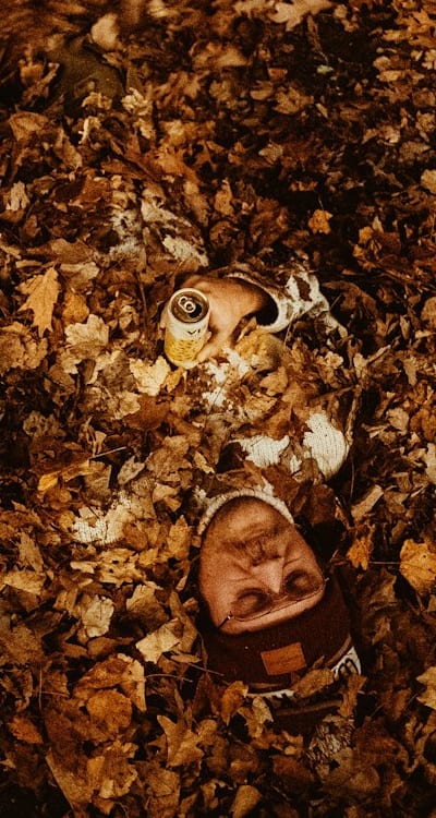Ripe onion plants ready for harvesting.