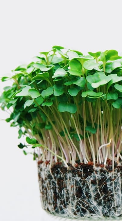 A close-up of freshly harvested organic onions