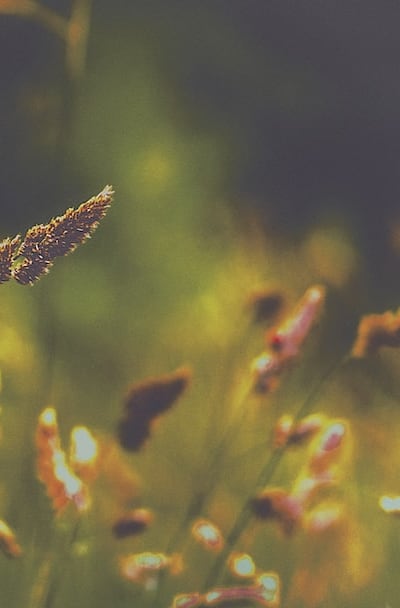 Preserve biodiversity with Company Bs organic seeds