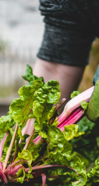 Organic fertilizers, such as compost, are recommended for beet seedlings.