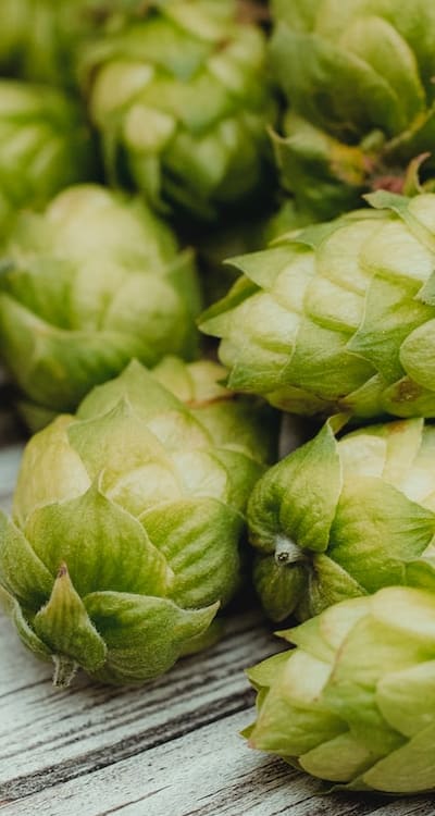 Close-up of organic fruit seeds and plants.