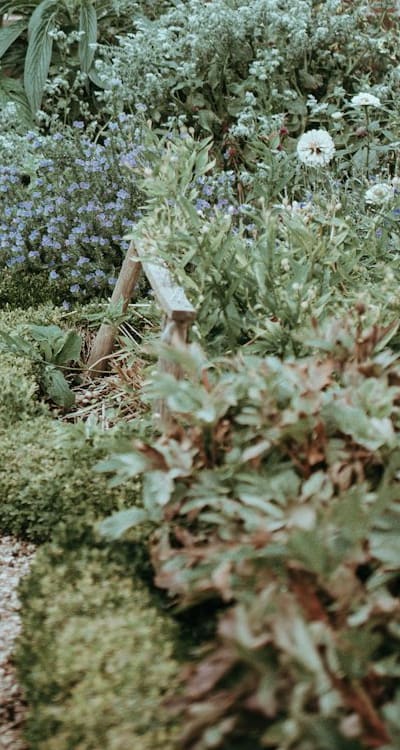 A healthy pea plant in a garden.