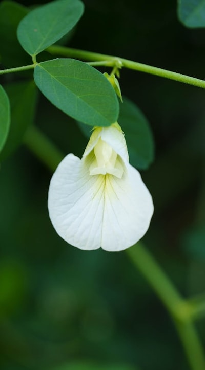 Caring for pea seedlings is crucial for organic gardening success.