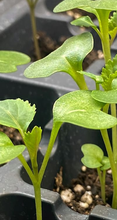 Healthy pea seedlings need ample sunlight for growth.